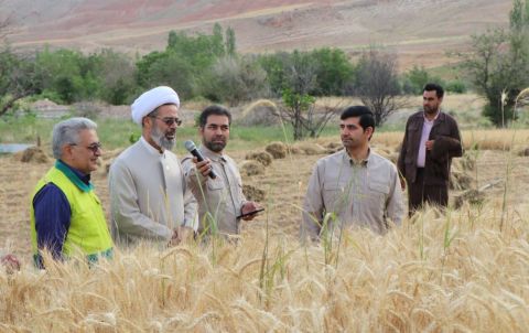 گزارش تصویری- برگزاری آیین خدا قوت کشاورز و جشن برداشت گندم در خراسان شمالی- 7 تیرماه 1403 