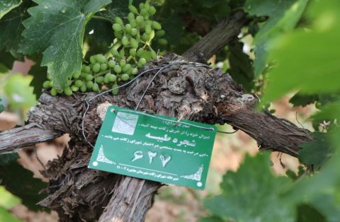 گزارش تصویری- برگزاری آیین خدا قوت کشاورز و جشن برداشت گندم در خراسان شمالی- 7 تیرماه 1403 