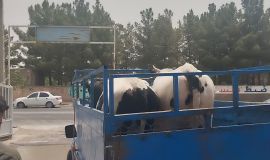 قربانی 19 راس دام سبک و سنگین در پویش نذر قربانی کمیته امداد رشتخوار