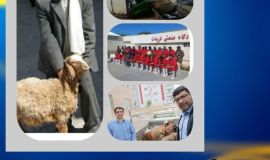 ذبح ۷۰ راس گوسفند در روز عید قربان جهت مددجویان کمیته امداد فریمان 