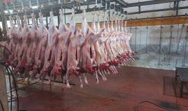 مشارکت ۷ میلیارد ریالی مردم نیک اندیش نیشابور در پویش نذر قربانی کمیته امداد امام خمینی (ره)  