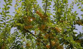 اهدای 450 کیلو آلوزرد توسط باغدار نیکوکار کلاتی