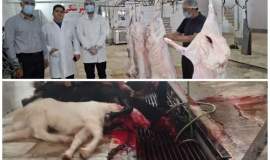 ذبح ۲۵۱ رأس دام در خلیل‌آباد؛ توزیع گوشت قربانی بین خانواده‌های نیازمند