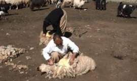 از پشمِ رها شده تا چرخش چرخ‌های تولید توسط کارآفرین گنابادی