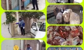 توزیع ۳۰۰ بسته گوشت قربانی بین مددجویان داورزن
