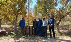 جذب و توزیع ۱۰ تن سیب درختی زکات مستحبی در شهرستان قوچان