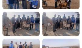 جمع‌آوری ۵ رأس دام به ارزش ۷۰ میلیون تومان در قاسم‌آباد خواف 