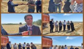 آغاز برداشت گندم کشاورزان بوشکانی و جذب زکات مودیان