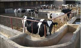 دامداری موفق در گناباد/ از یک رأس گاو تا کسب‌وکاری پایدار با حمایت کمیته امداد