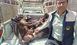 توزیع ۳۱۴ کیلوگرم گوشت قربانی بین خانواده‌های نیازمند فریمان