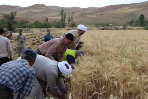 گزارش تصویری- برگزاری آیین خدا قوت کشاورز و جشن برداشت گندم در خراسان شمالی- 7 تیرماه 1403 