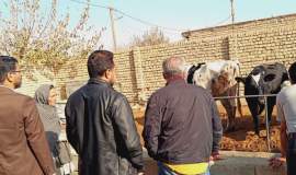 فعالیت ۱۴۰ طرح دامداری در شهرستان گلبهار 